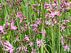 flora118.jpg