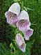 flora119.jpg