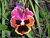 flora12.jpg