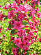 flora120.jpg