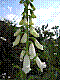 flora121.jpg