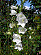 flora122.jpg