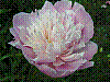 flora123.jpg