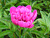 flora124.jpg