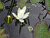 flora125.jpg