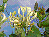 flora126.jpg