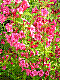 flora127.jpg