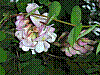 flora128.jpg