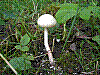 flora129.jpg