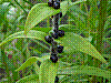 flora13.jpg