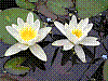 flora130.jpg
