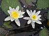 flora131.jpg