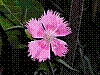 flora132.jpg