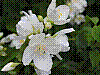 flora133.jpg