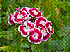 flora134.jpg