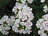 flora135.jpg