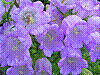 flora137.jpg
