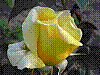 flora138.jpg