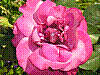 flora139.jpg