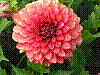 flora14.jpg