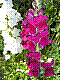 flora140.jpg