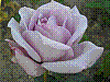 flora141.jpg