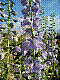 flora142.jpg