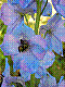 flora143.jpg