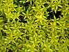 flora144.jpg