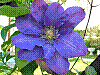 flora145.jpg