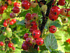 flora146.jpg