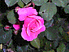 flora147.jpg