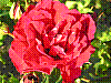 flora148.jpg
