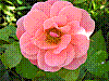 flora15.jpg