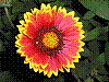 flora150.jpg