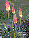 flora151.jpg