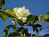 flora152.jpg