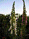 flora153.jpg