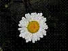flora154.jpg