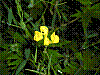 flora155.jpg