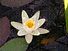 flora156.jpg