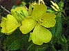 flora157.jpg