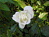 flora158.jpg