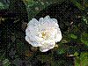 flora159.jpg