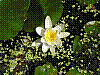 flora16.jpg