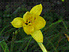 flora160.jpg