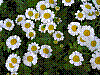 flora161.jpg