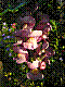 flora162.jpg
