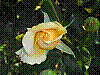 flora163.jpg