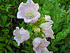flora165.jpg